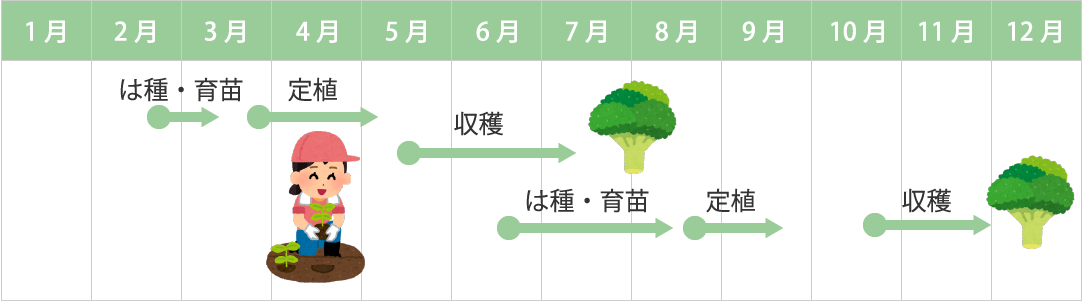 ブロッコリーの年間スケジュール