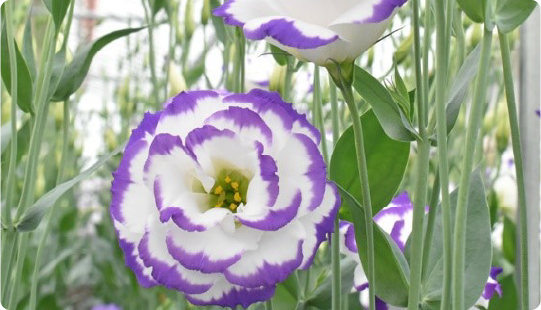 相双地域の花き