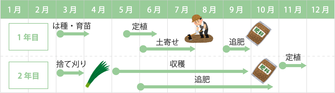 ニラの年間スケジュール