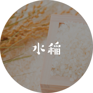 水稲