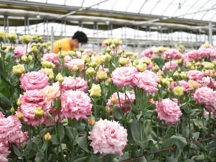 福島市出身・在住のAさん　29歳社会人6年目