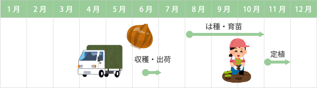 玉ねぎの年間スケジュール