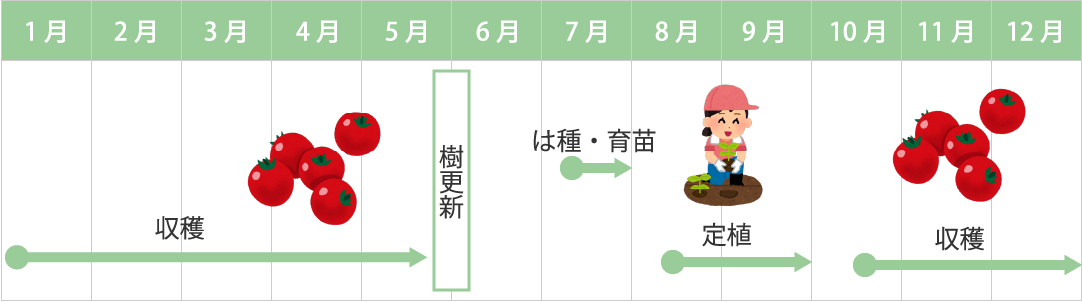 トマトの年間スケジュール
